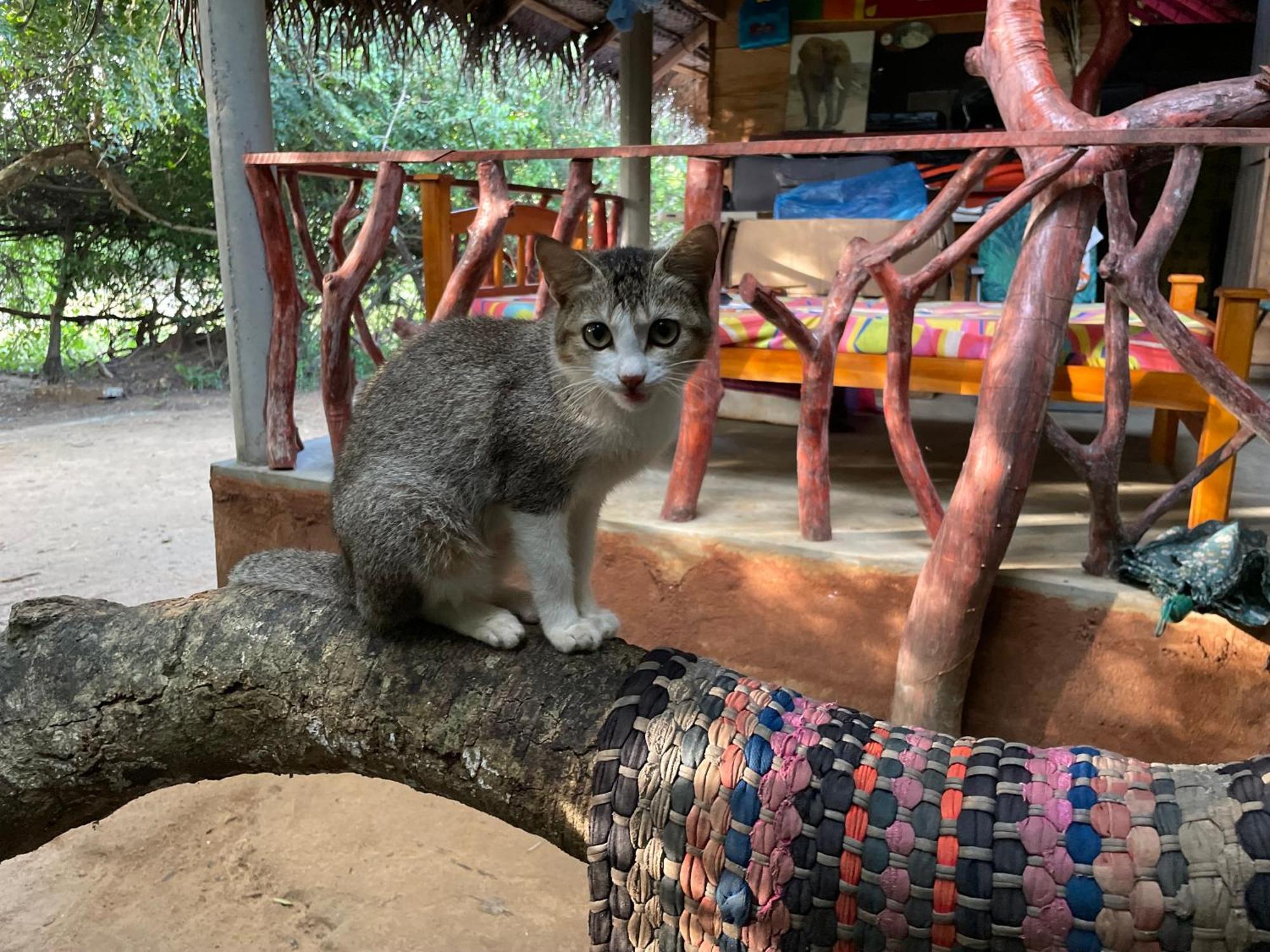 Yala Eco Bush Camp Otel Dış mekan fotoğraf